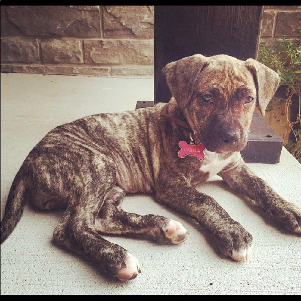 Meet your Posher, Petra